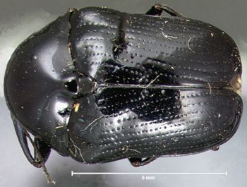 Media type: image; Entomology 20023   Aspect: habitus dorsal view